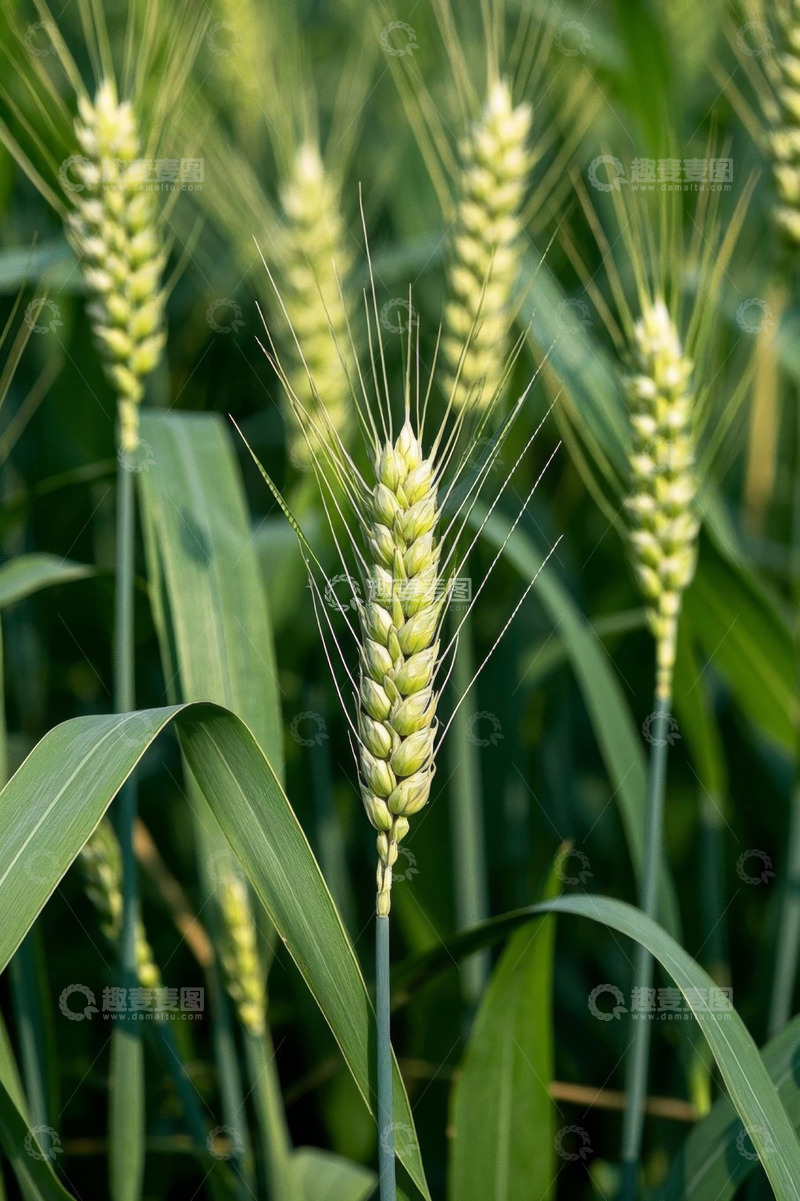 高清大图下载【趣麦麦图】生长中的小麦特写