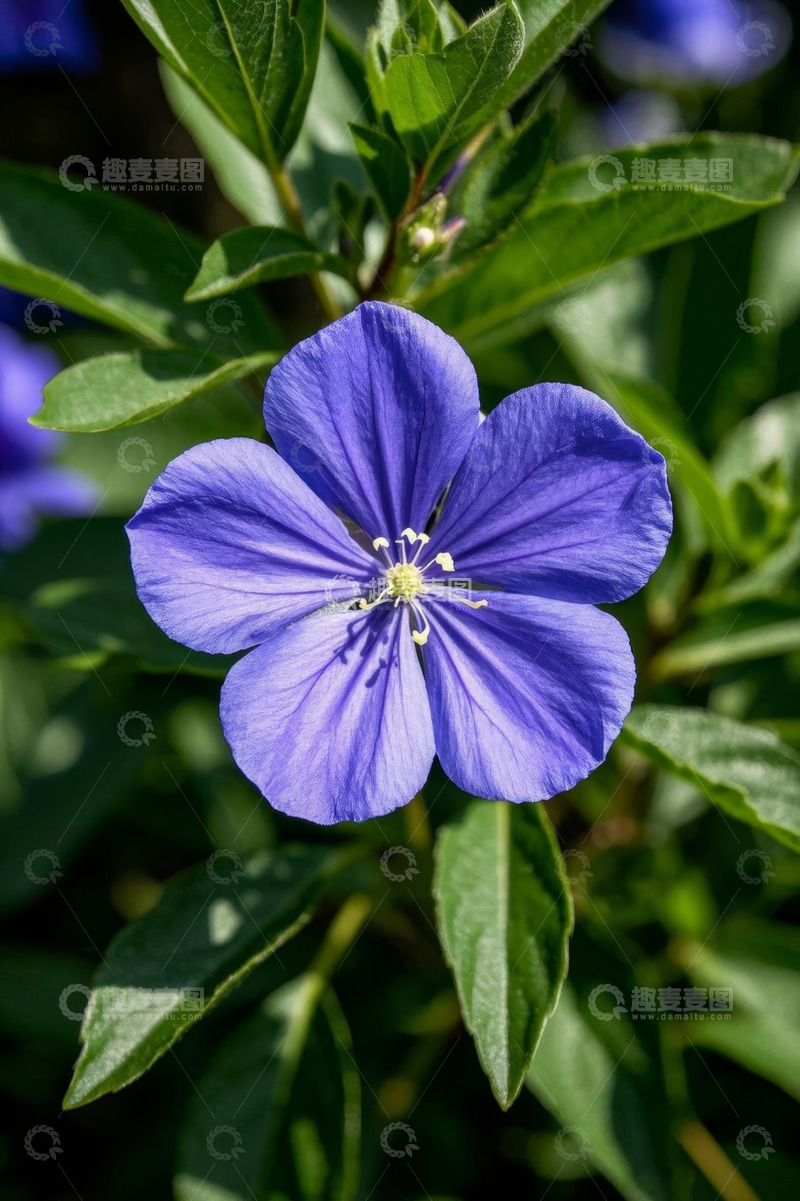高清大图下载【趣麦麦图】蓝色花朵特写
