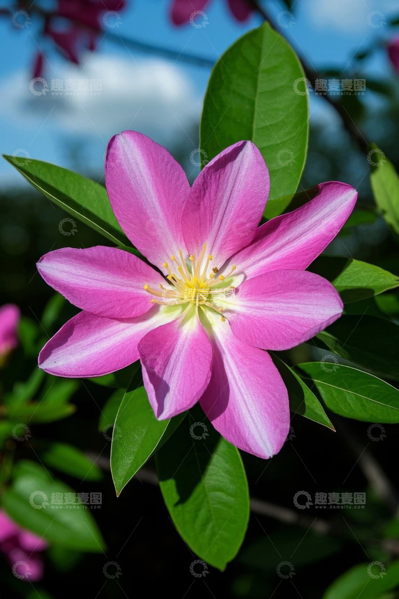 高清大图下载【趣麦麦图】特写粉色花朵与绿叶