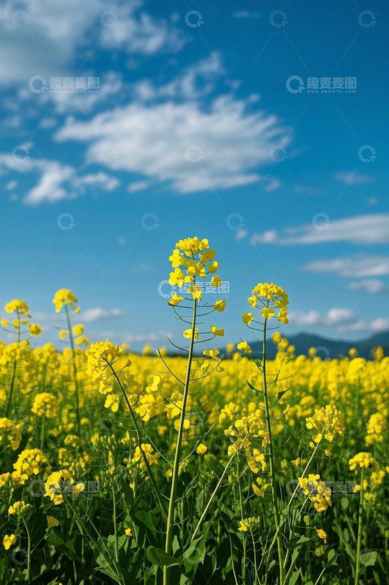 高清大图下载【趣麦麦图】蓝天白云下的油菜花田