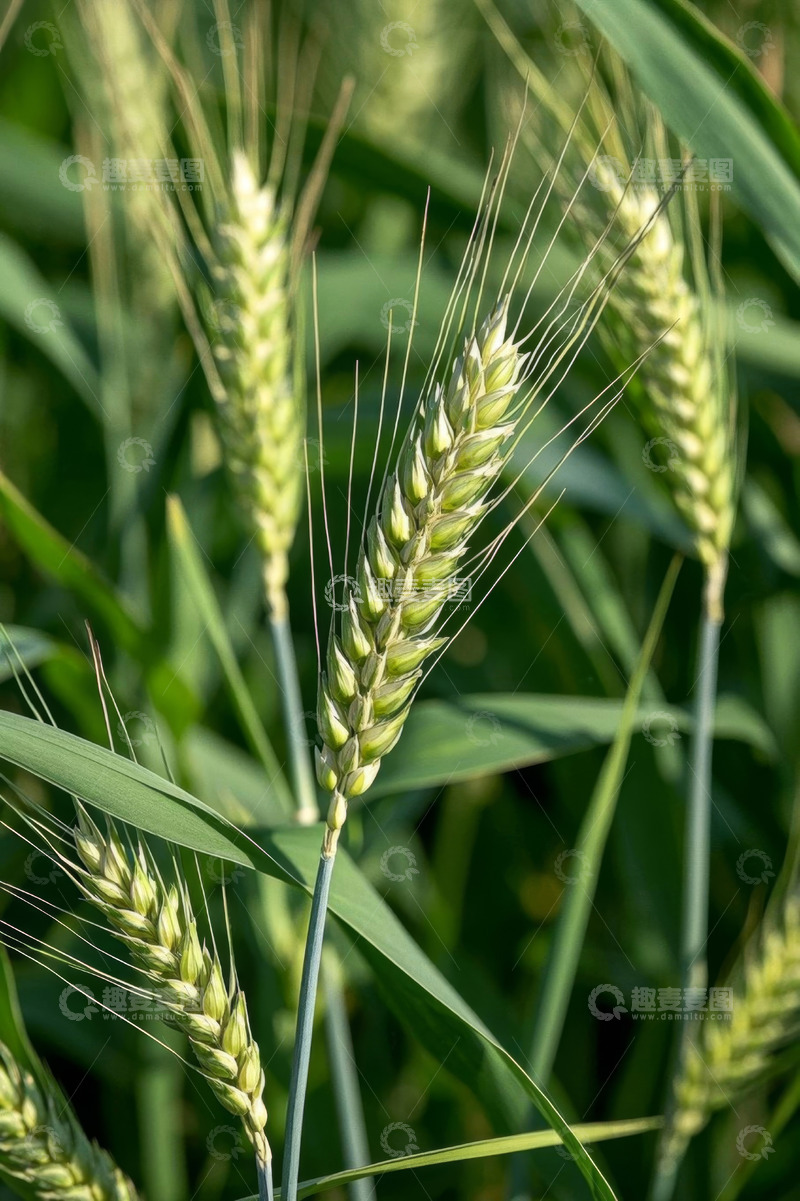 高清大图下载【趣麦麦图】绿色小麦特写