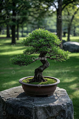 草地上石头上的盆栽景观