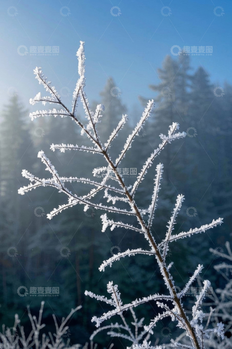 高清大图下载【趣麦麦图】覆霜树枝与远景森林景观