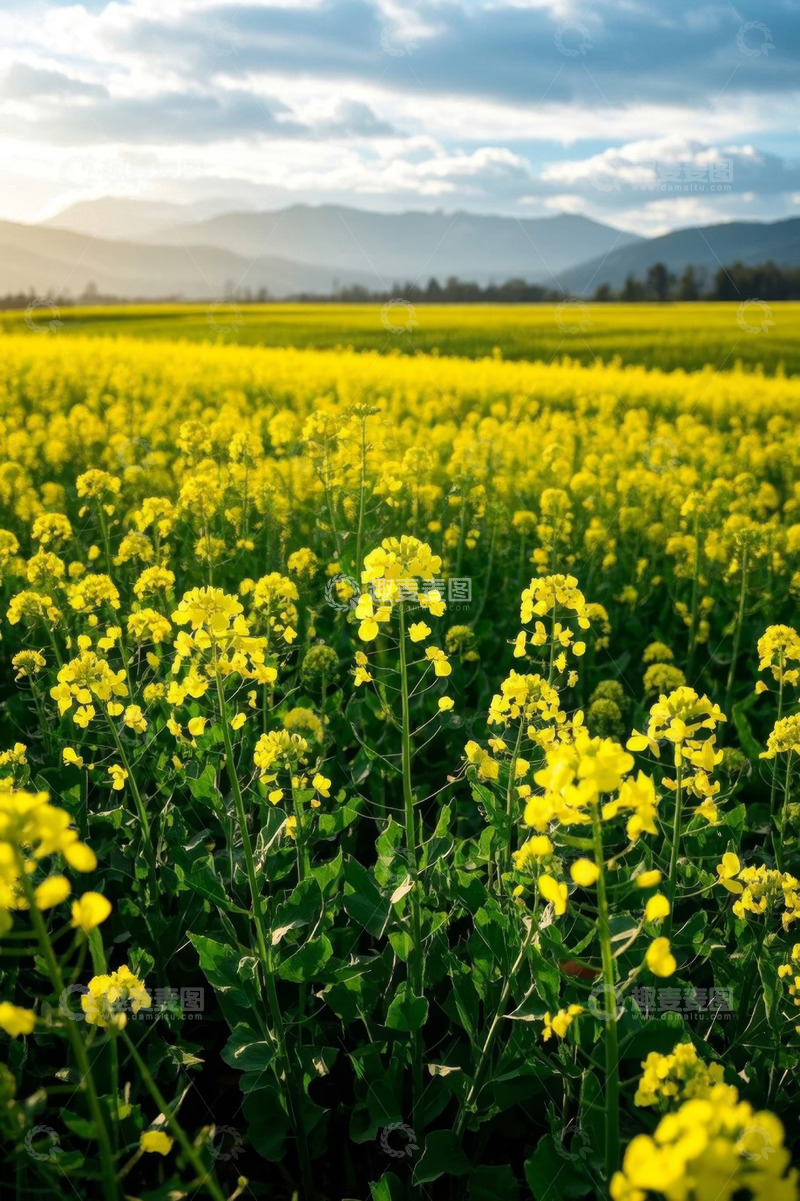 高清大图下载【趣麦麦图】黄色油菜花田自然风光