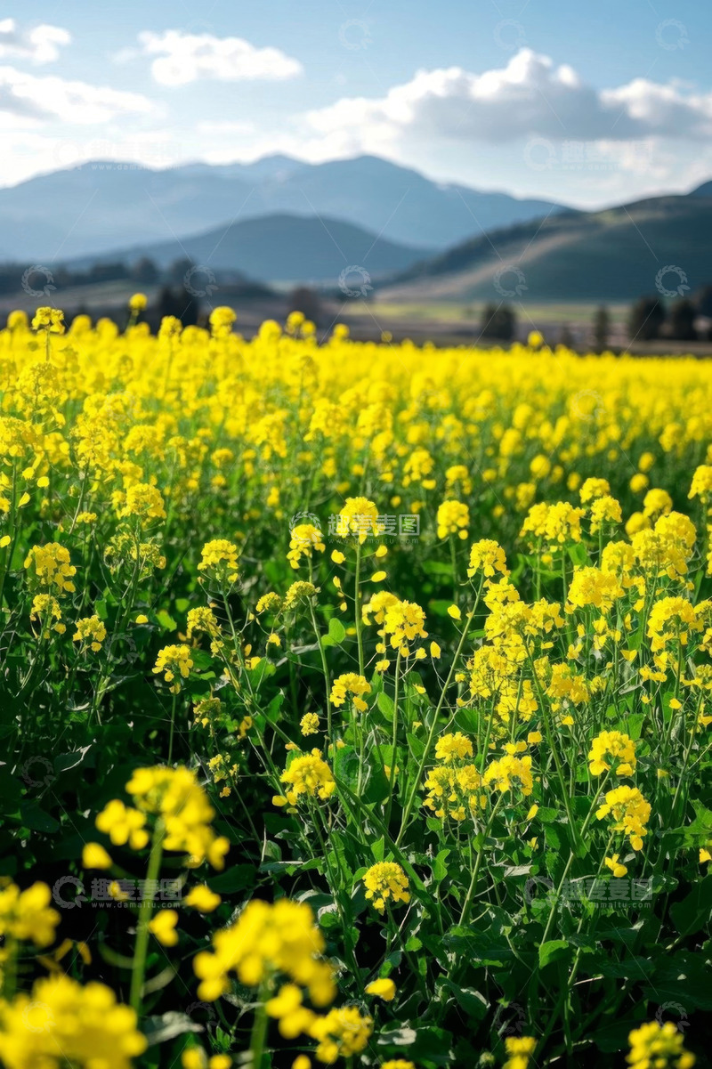 高清大图下载【趣麦麦图】田野中盛开的黄色油菜花