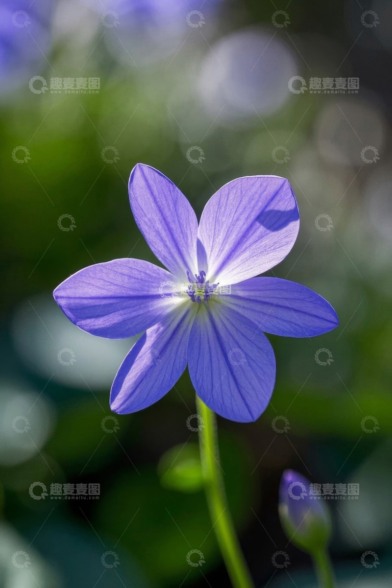 高清大图下载【趣麦麦图】特写紫色单朵小花