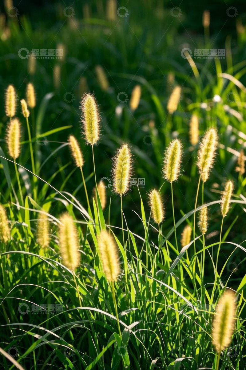 高清大图下载【趣麦麦图】阳光下的狗尾草特写