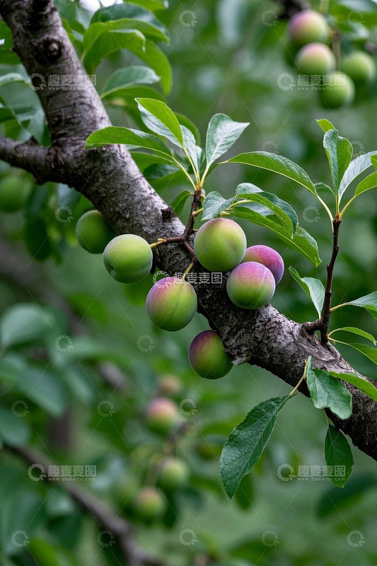 枝头青紫色李子特写