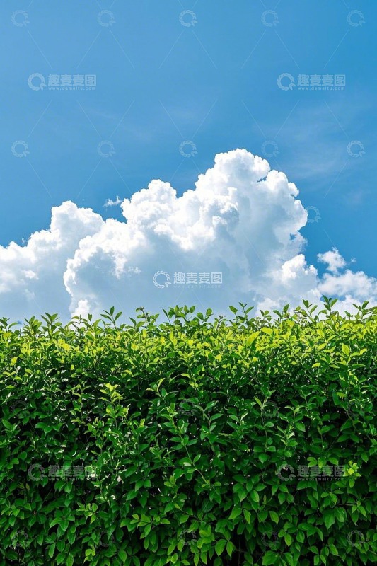 蓝天绿叶与白云景象
