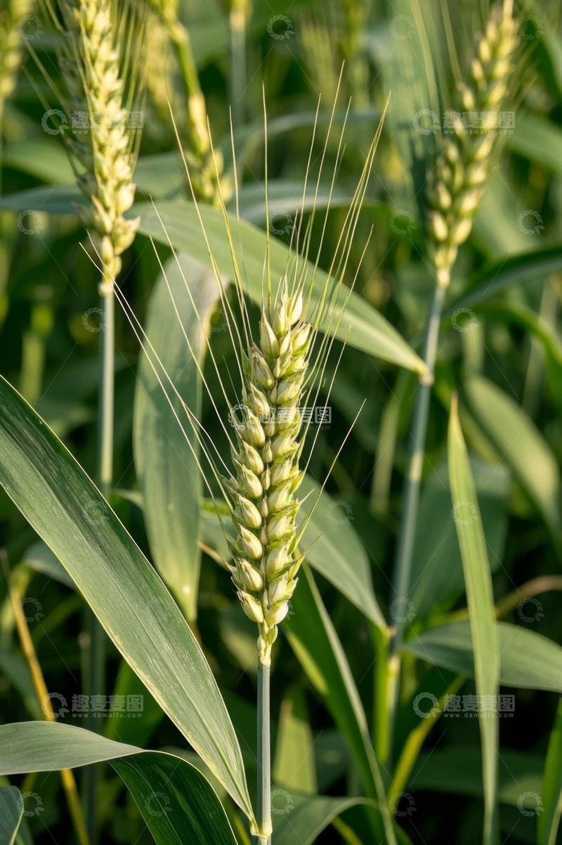 高清大图下载【趣麦麦图】成熟小麦特写