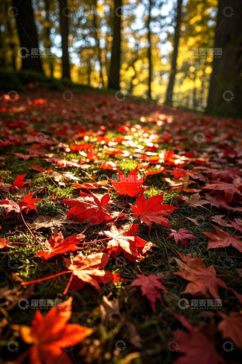 高清大图下载【趣麦麦图】秋日森林地面散落的红色枫叶