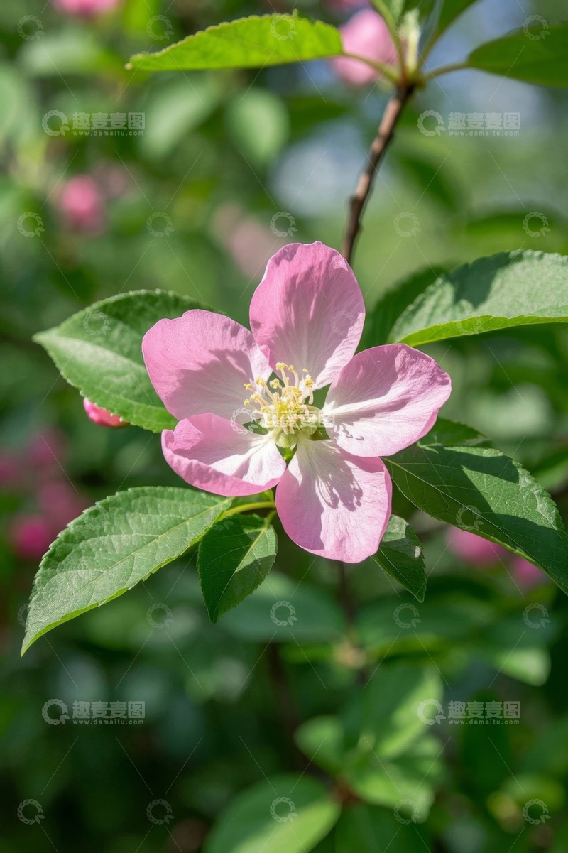 高清大图下载【趣麦麦图】粉色花朵与绿叶特写