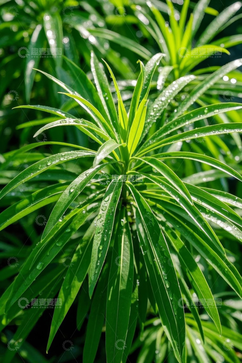 高清大图下载【趣麦麦图】带水珠的绿色植物特写
