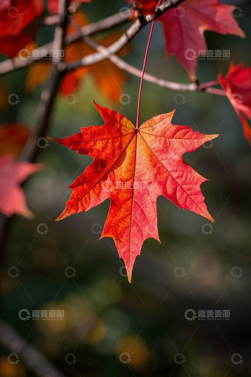 高清大图下载【趣麦麦图】特写红色枫叶