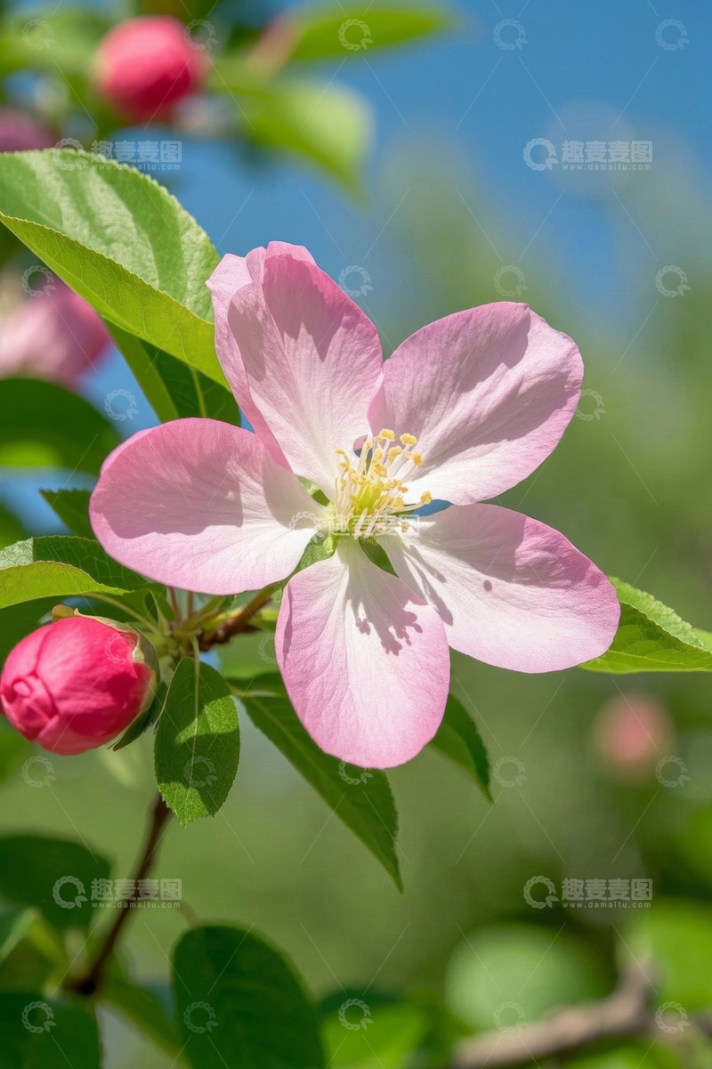 高清大图下载【趣麦麦图】盛开的粉色苹果花特写