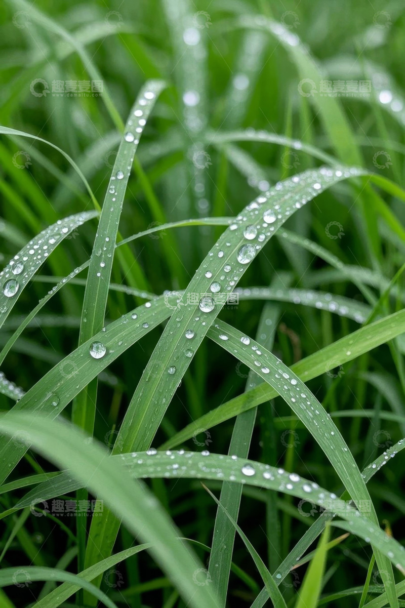 高清大图下载【趣麦麦图】带水珠的嫩绿青草特写
