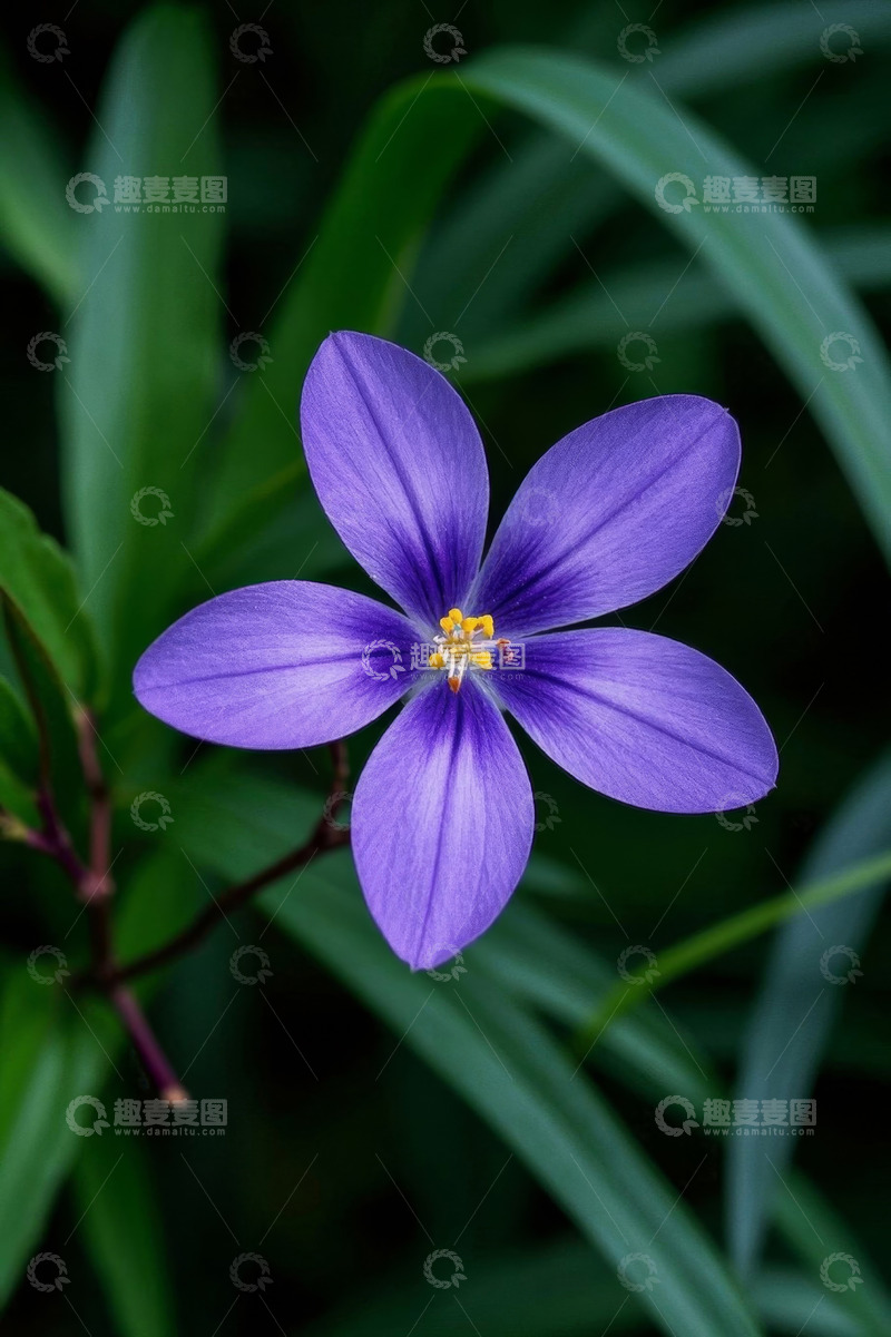 高清大图下载【趣麦麦图】紫色花朵特写