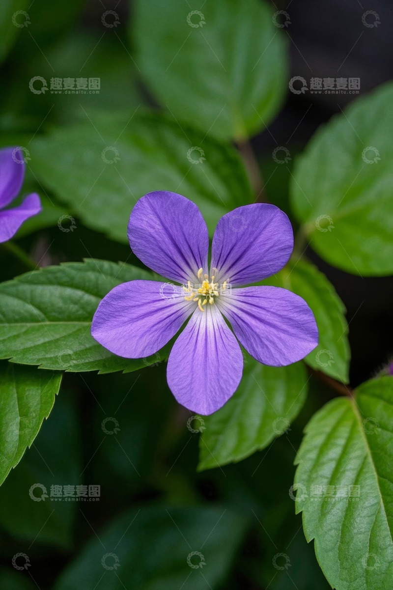 高清大图下载【趣麦麦图】紫色花朵与绿叶特写