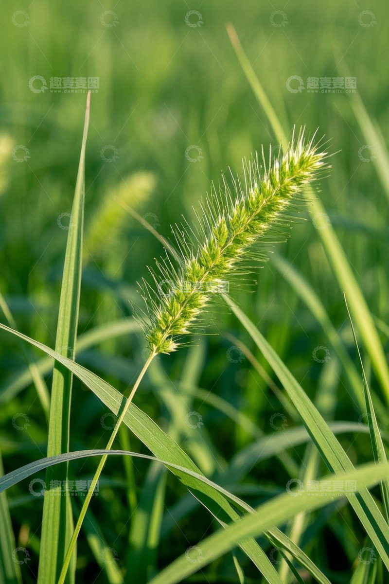 高清大图下载【趣麦麦图】绿色草丛中的狗尾草特写