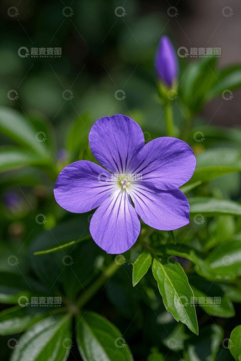 高清大图下载【趣麦麦图】紫色小花微距特写