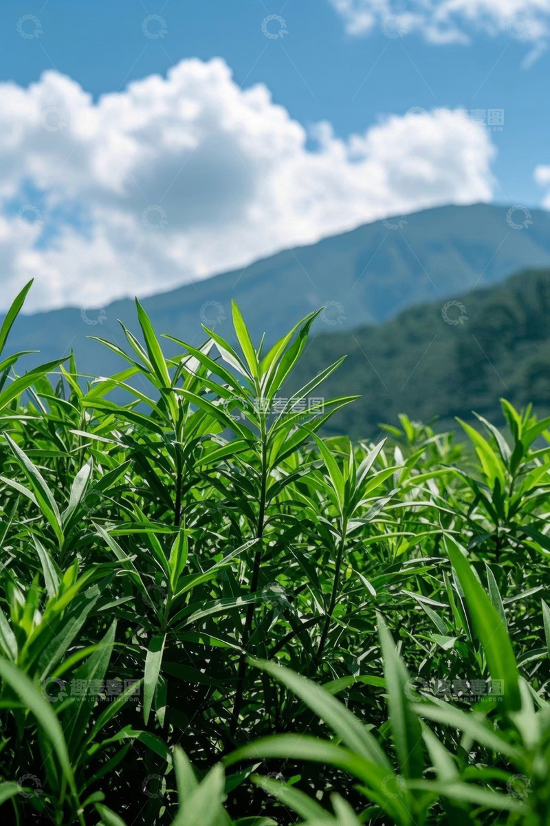 高清大图下载【趣麦麦图】户外绿植与远山蓝天白云景象