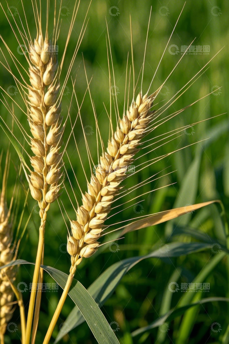 高清大图下载【趣麦麦图】成熟小麦特写