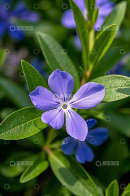 特写紫色小花与绿叶