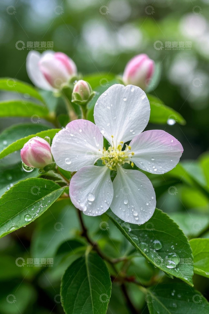 高清大图下载【趣麦麦图】带水珠的粉色花卉特写