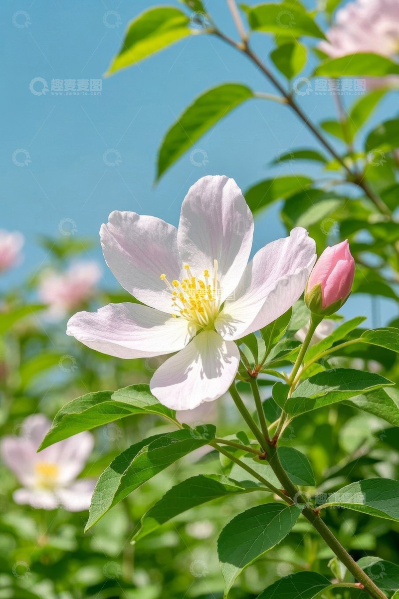 高清大图下载【趣麦麦图】阳光下绽放的粉色花朵