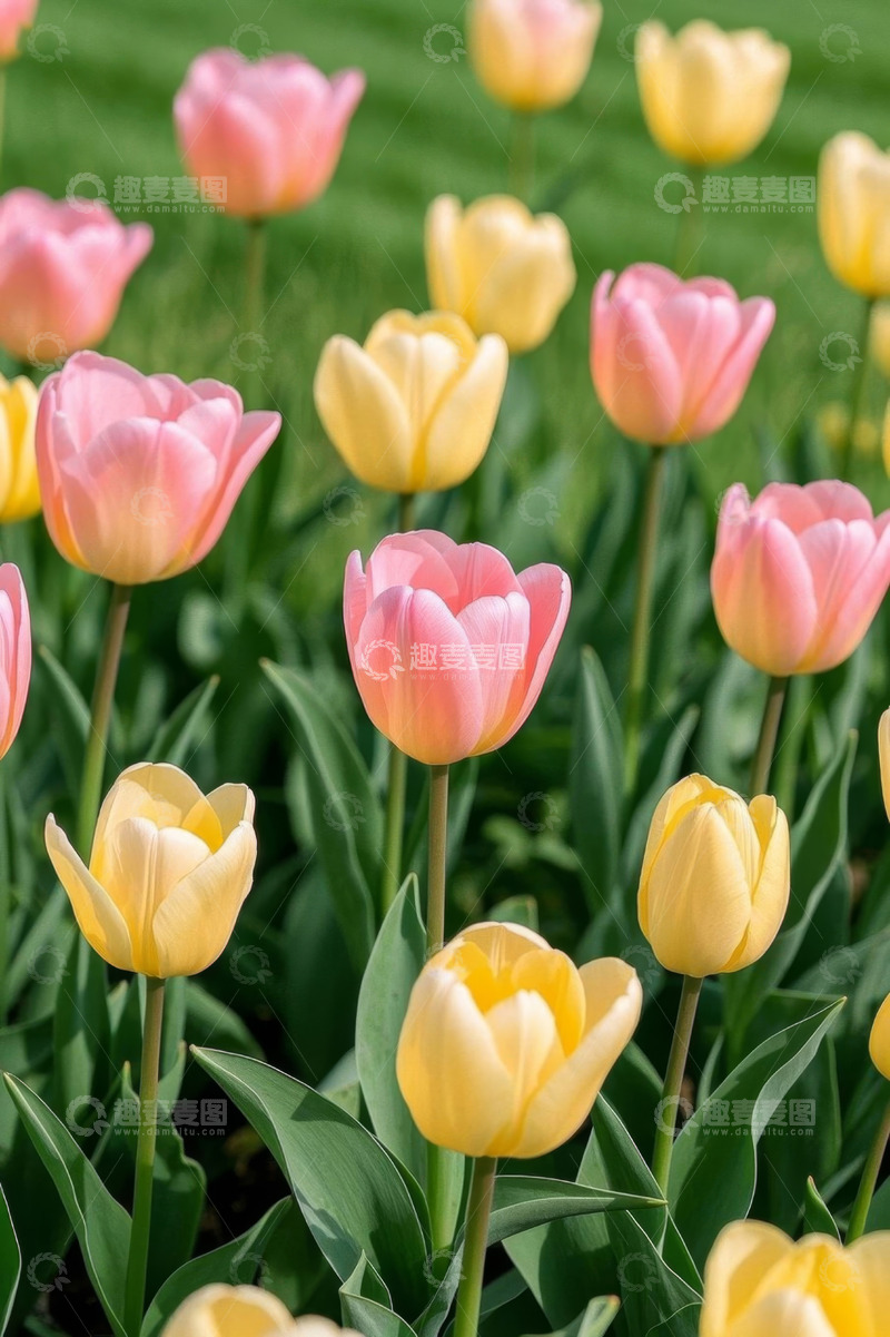 高清大图下载【趣麦麦图】粉色黄色郁金香花丛