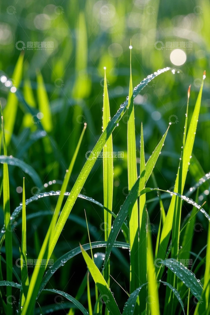 高清大图下载【趣麦麦图】带露珠的绿色青草特写