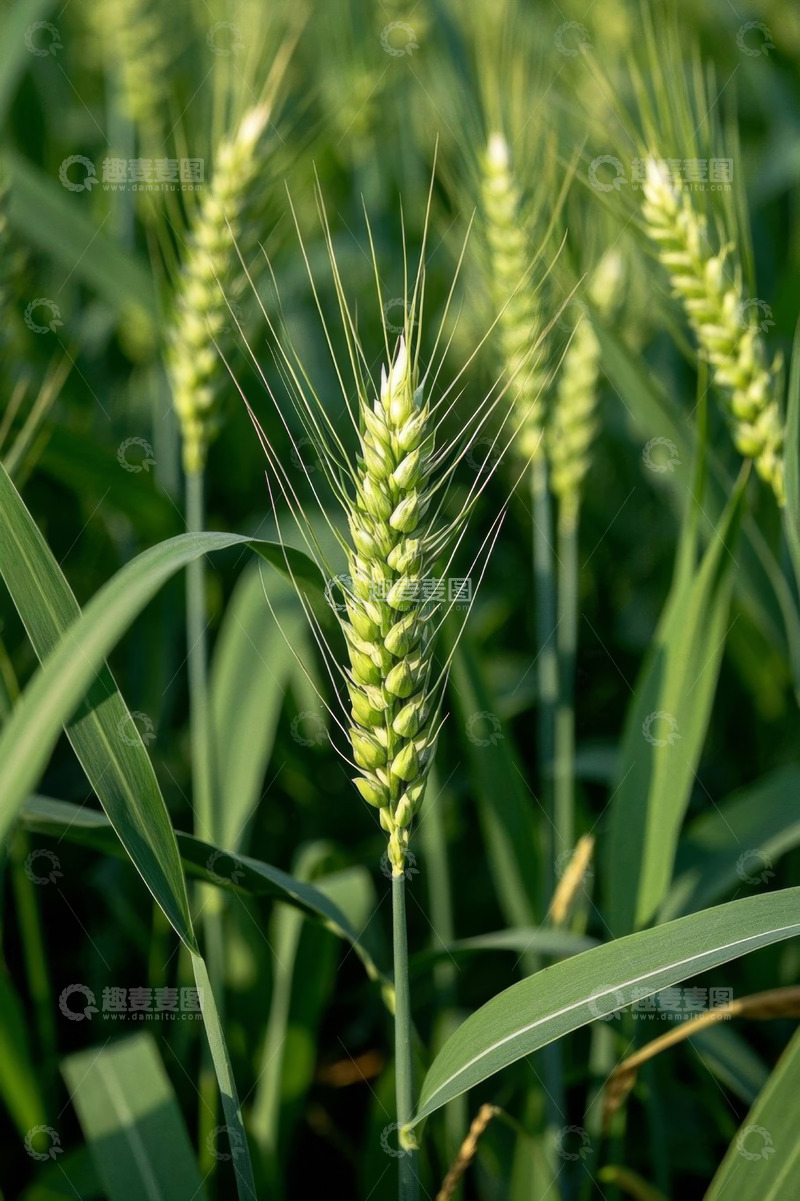 高清大图下载【趣麦麦图】绿色小麦特写