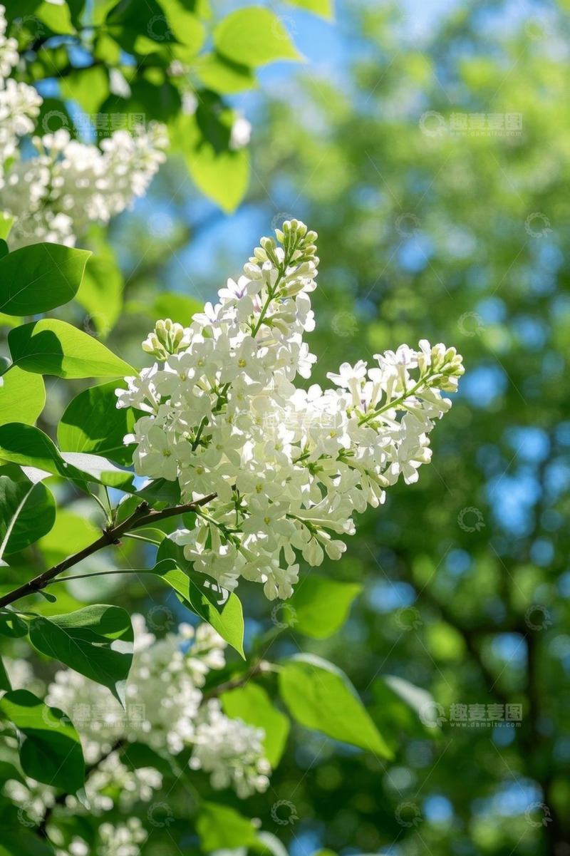 高清大图下载【趣麦麦图】阳光下绽放的白色丁香花