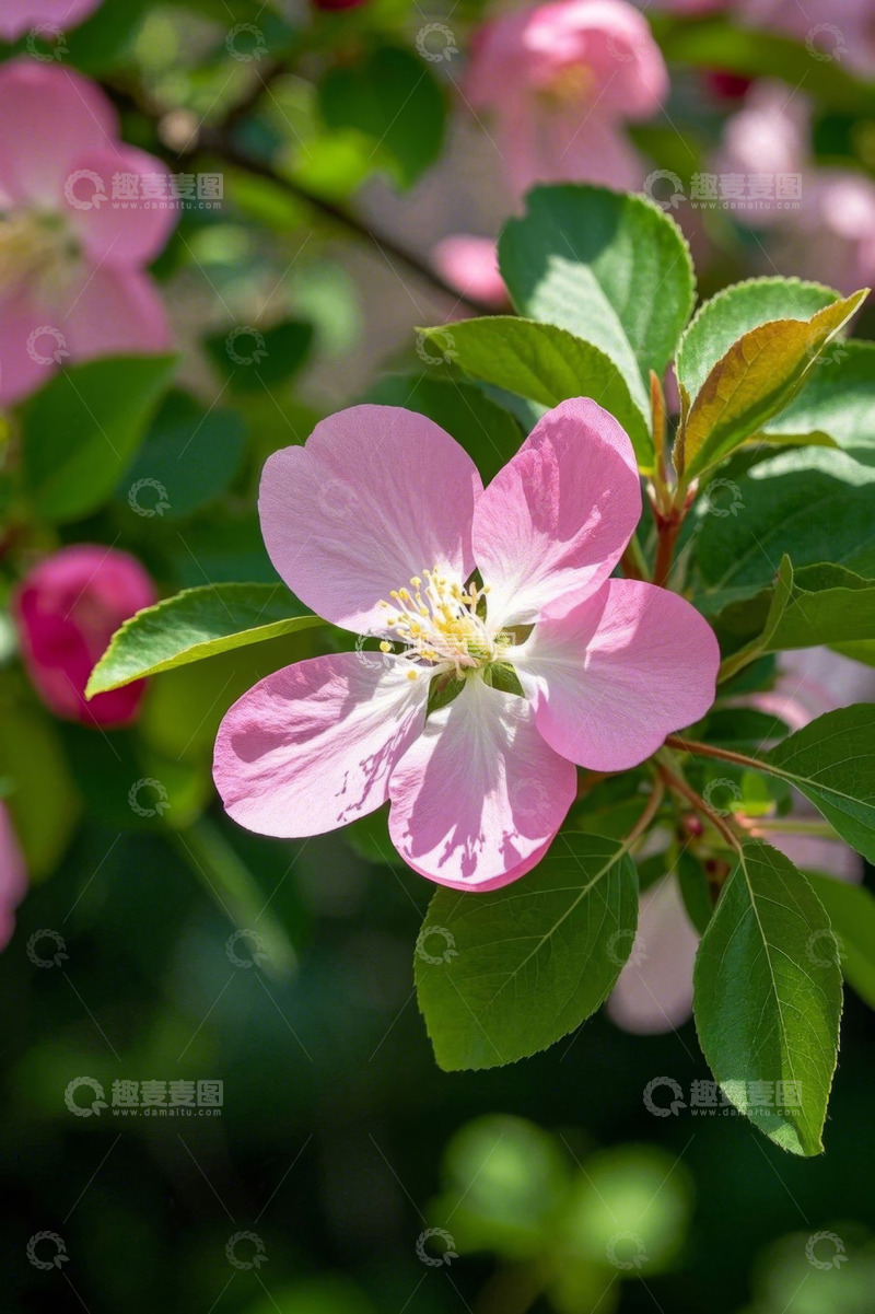高清大图下载【趣麦麦图】盛开的粉色花朵特写