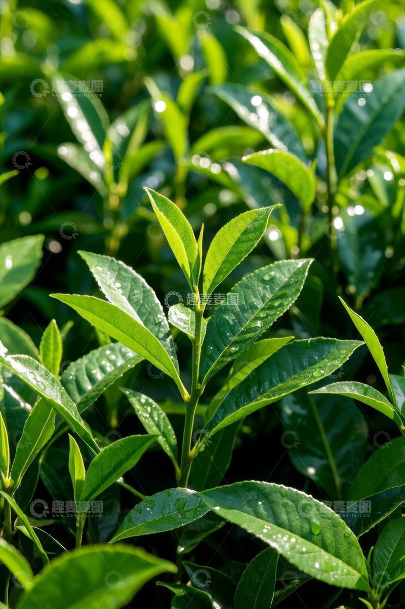 高清大图下载【趣麦麦图】嫩绿茶叶特写