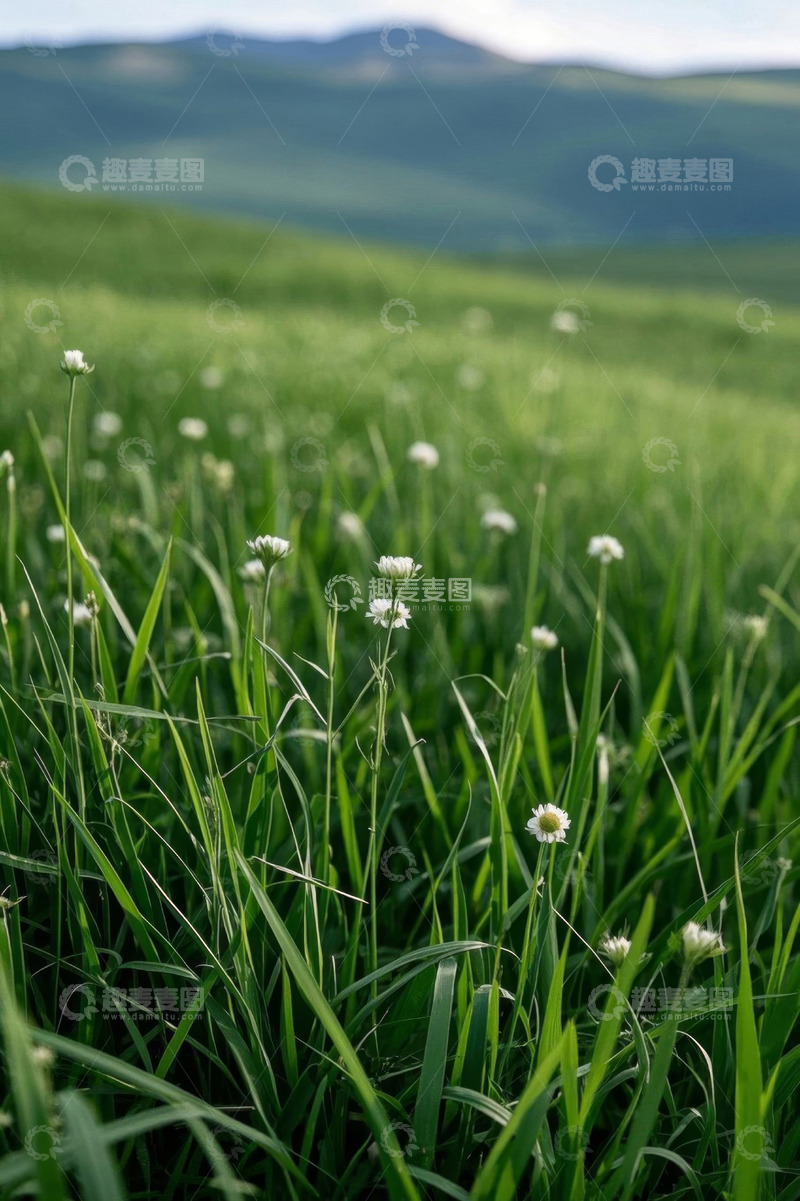 高清大图下载【趣麦麦图】绿野中绽放的白色小花