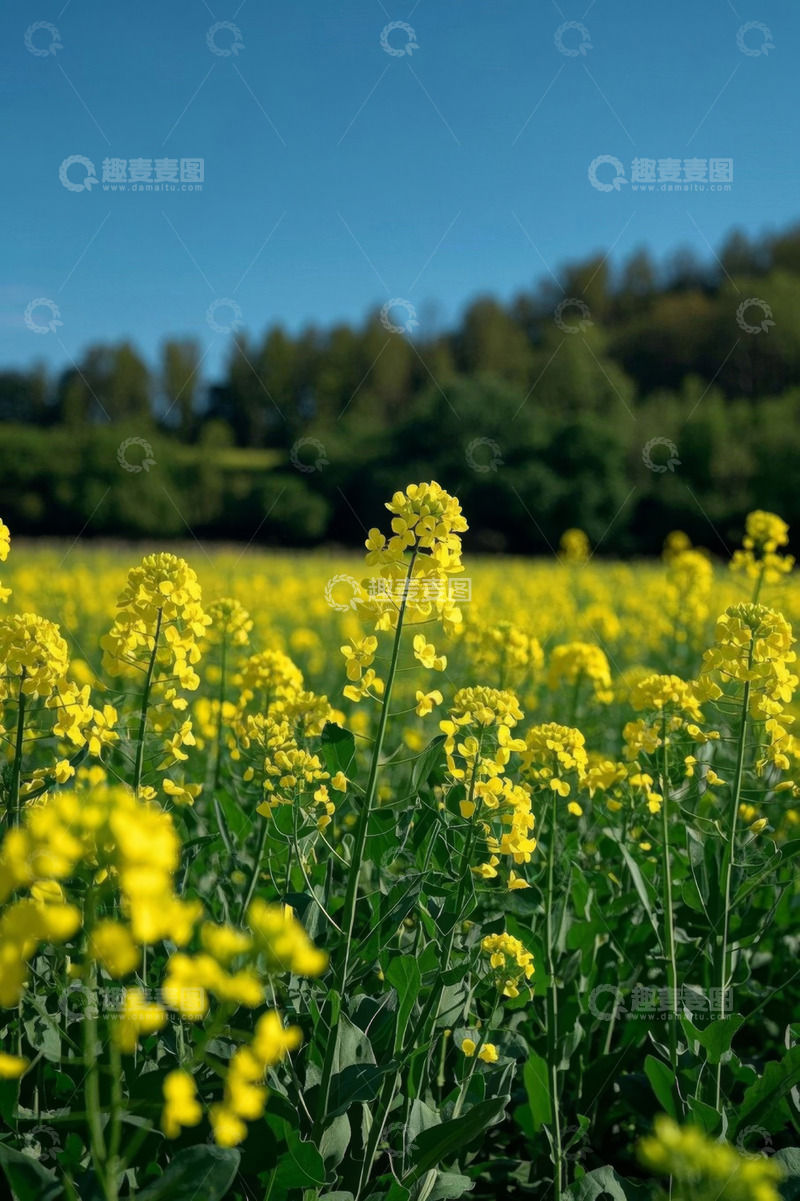 高清大图下载【趣麦麦图】黄色油菜花田自然风光