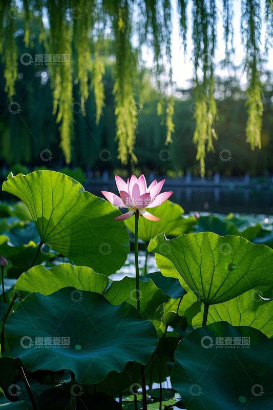 池塘荷花与垂柳自然风光
