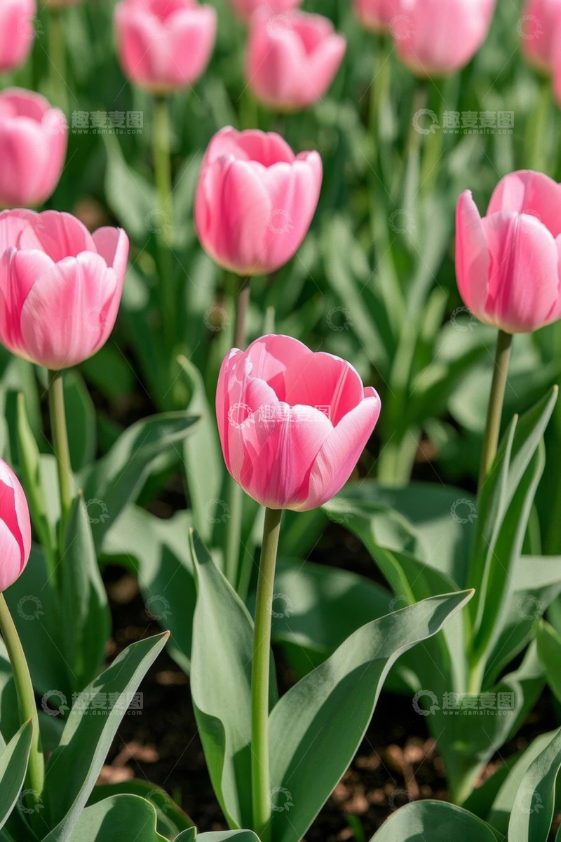 高清大图下载【趣麦麦图】粉色郁金香花卉近景
