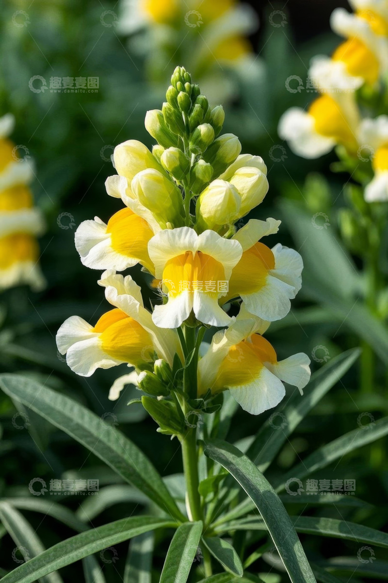 高清大图下载【趣麦麦图】黄白花卉特写