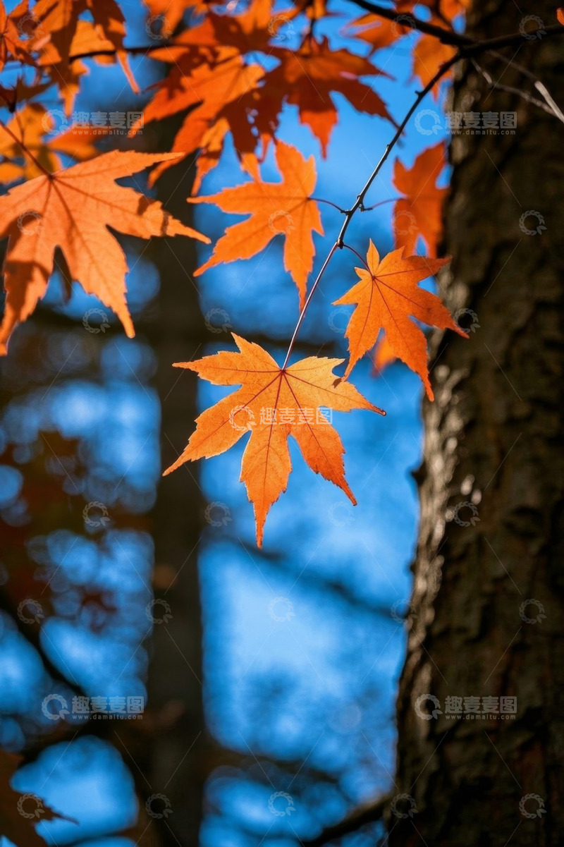 高清大图下载【趣麦麦图】秋日枝头橙红枫叶特写