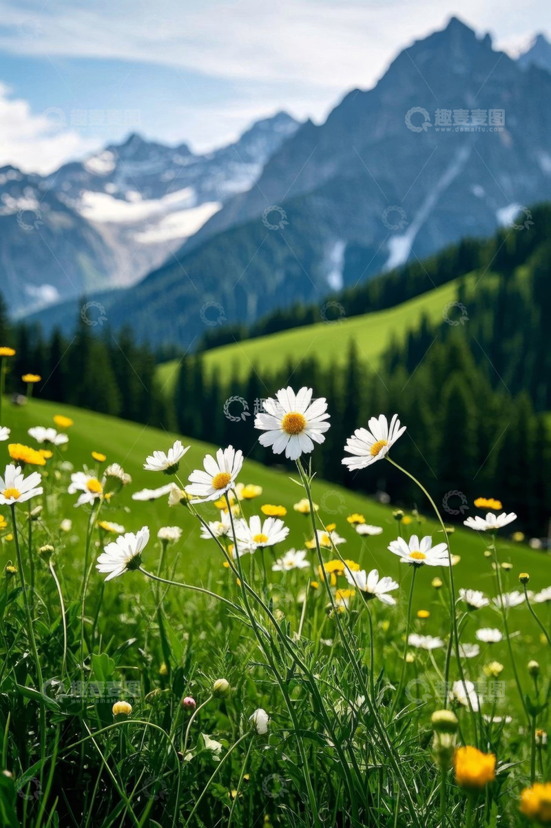 高清大图下载【趣麦麦图】山间草地盛开的雏菊景观