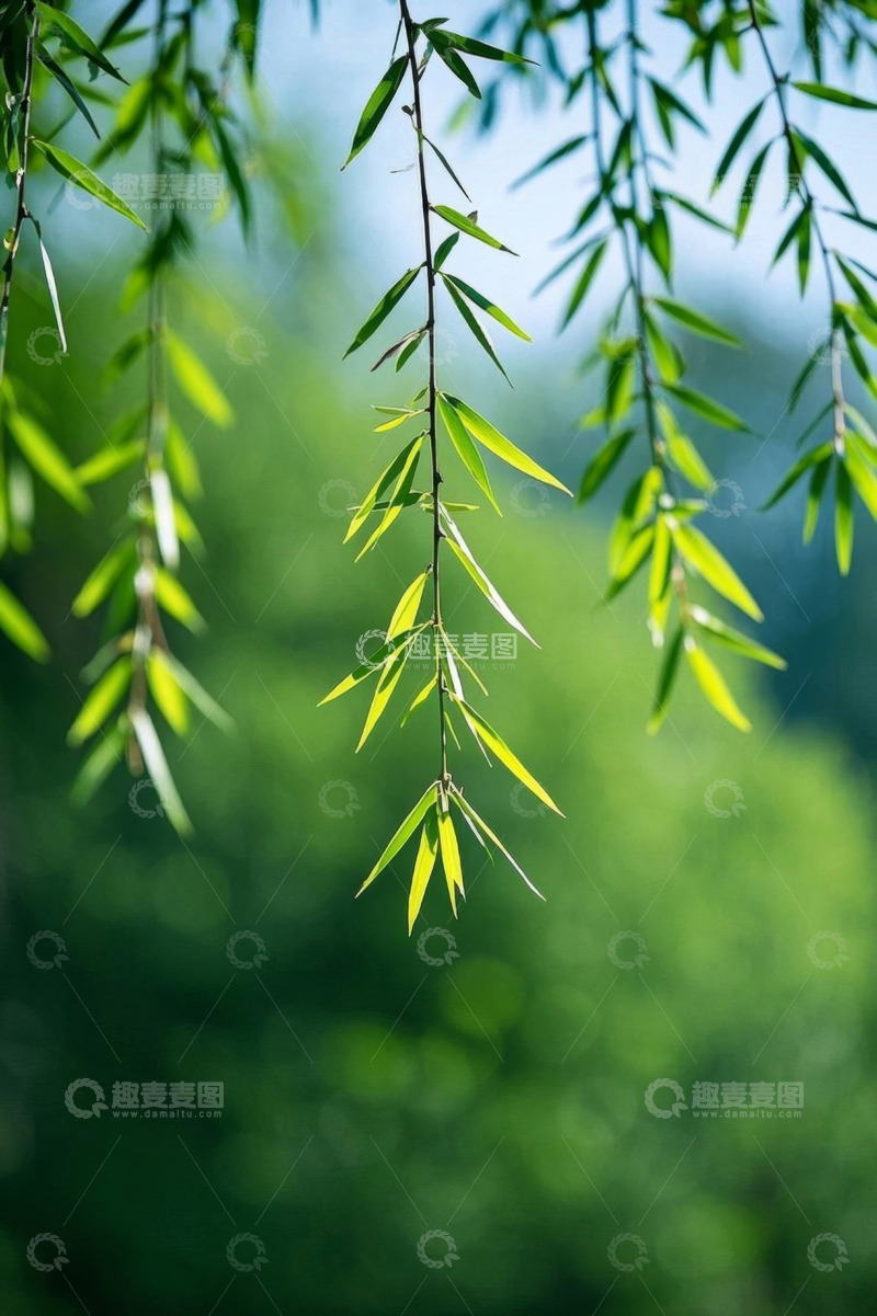 高清大图下载【趣麦麦图】垂柳绿叶自然景致