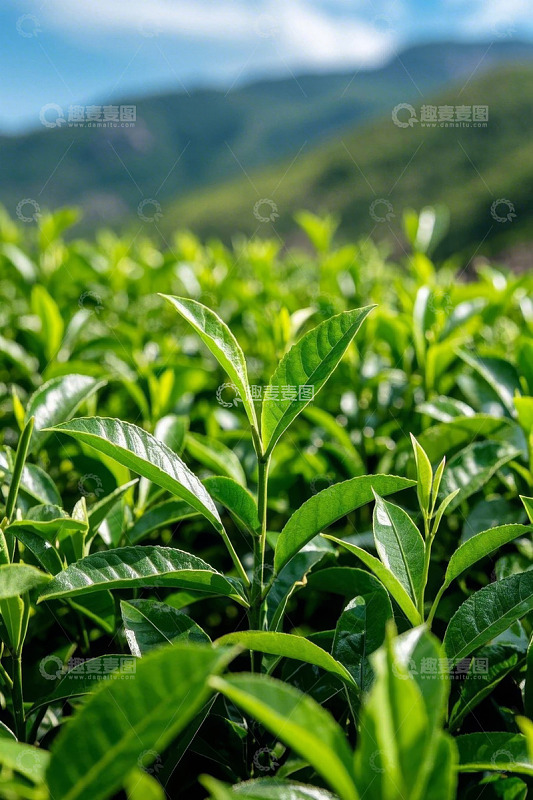 茶园绿色植物近景