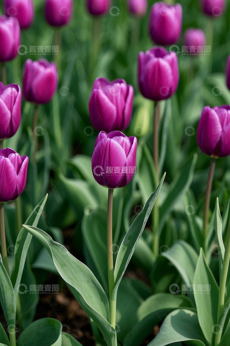 高清大图下载【趣麦麦图】紫色郁金香花卉特写