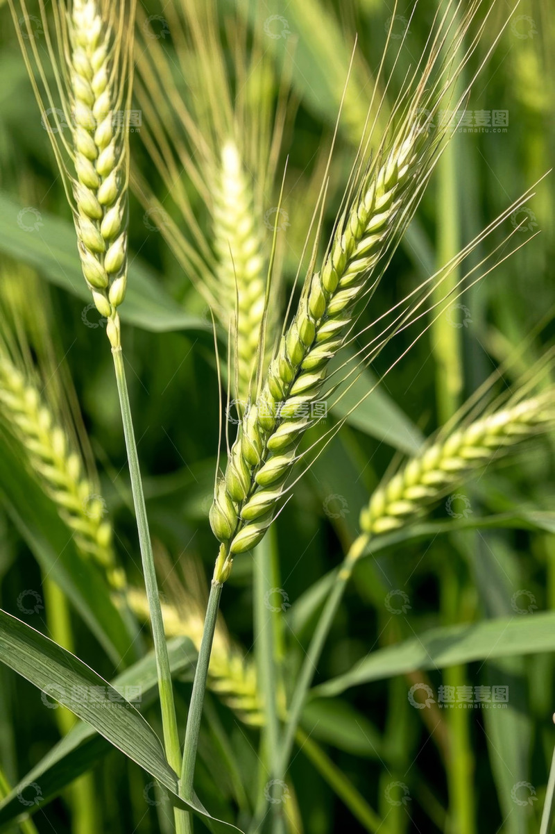 高清大图下载【趣麦麦图】生长中的绿色小麦特写