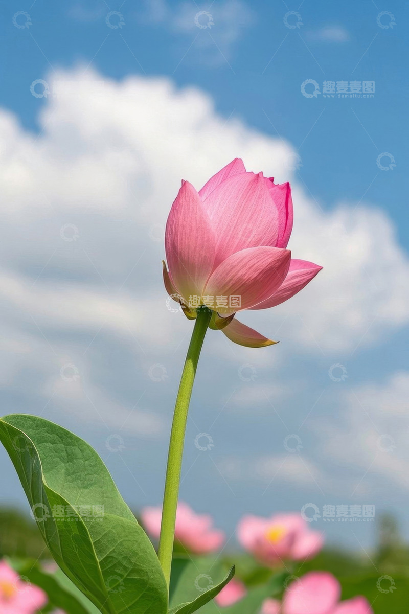 高清大图下载【趣麦麦图】蓝天背景下盛开的粉色荷花