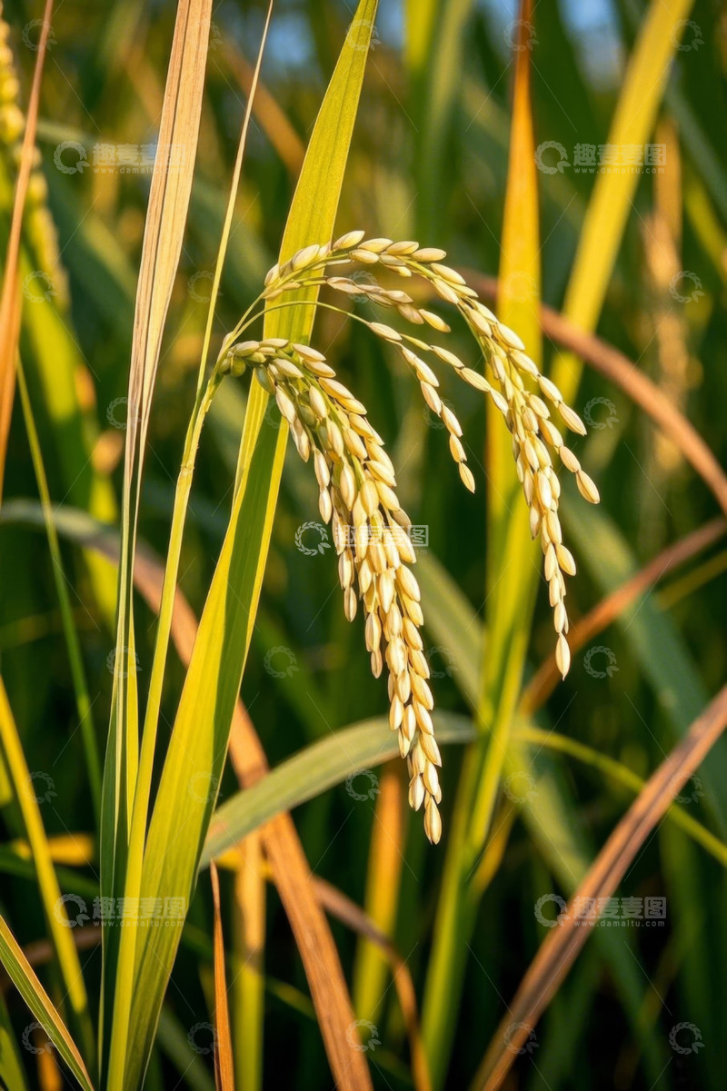 高清大图下载【趣麦麦图】成熟饱满的稻穗特写