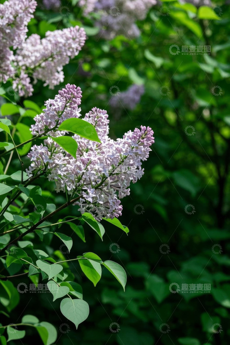 高清大图下载【趣麦麦图】盛开的紫色丁香花