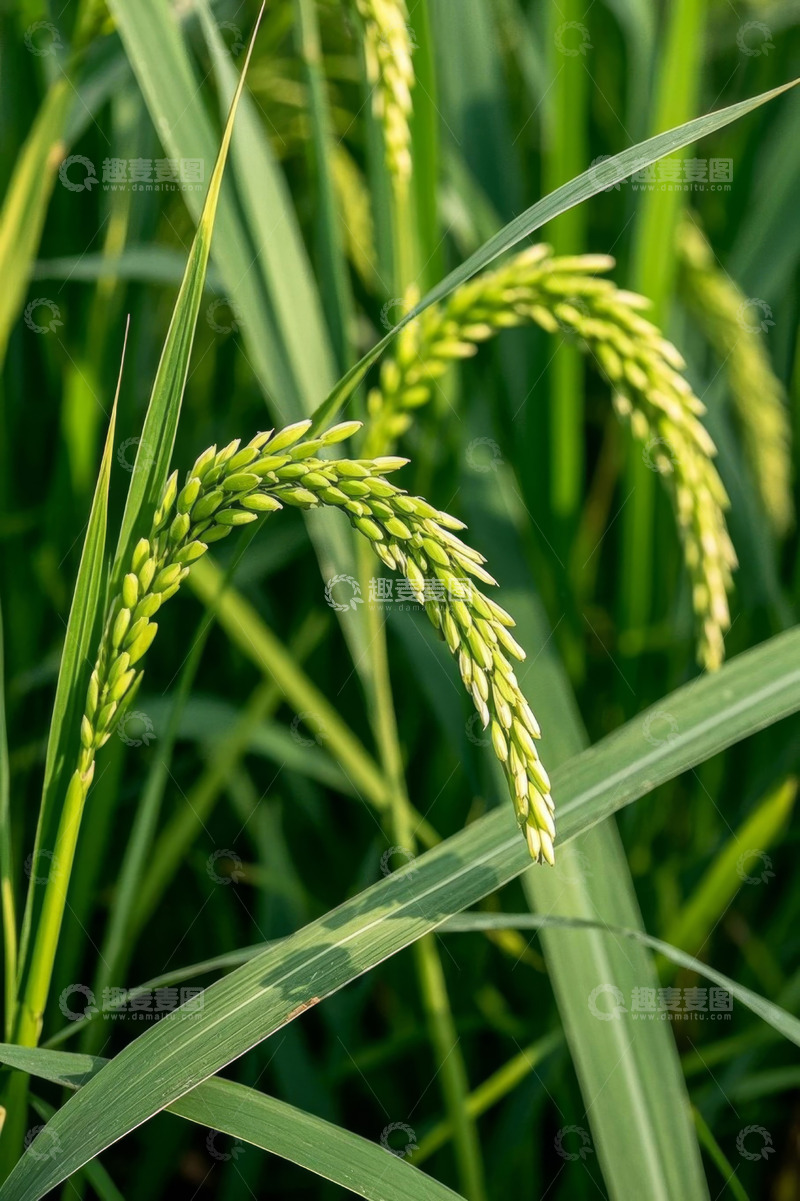 高清大图下载【趣麦麦图】饱满稻穗特写